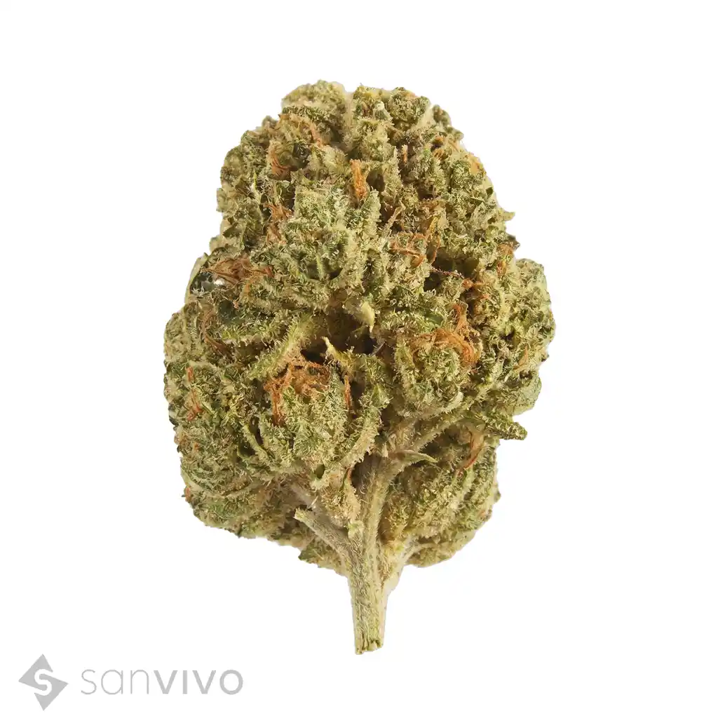 Cannabisprodukt IMC RO THC25 Roma