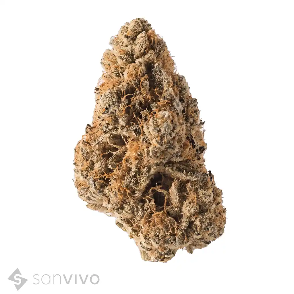 Cannabisprodukt Cannabis 24/1 CZE